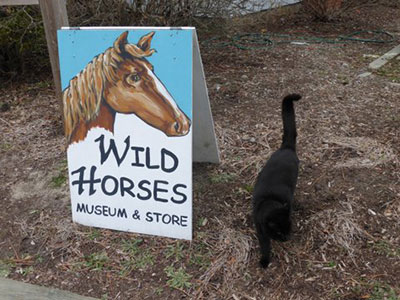 Wild Horses of Corolla North Carolina