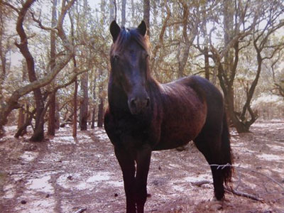Wild Horses of Corolla North Carolina