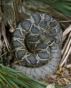 Easter Diamond Back Rattle Snake