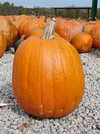 How long do uncarved pumpkins last?