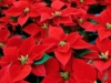 My Friend Debbie - Poinsettias in November