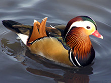 My Friend Debbie - Be A Duck