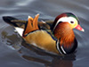 My Friend Debbie - Be A Duck
