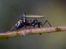My Friend Debbie - The Ant and the Contact Lens