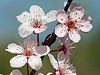 My Friend Debbie - Cherry Blossom Time in Washington, D.C.