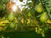 My Friend Debbie - Your Fruit Tree