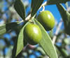 My Friend Debbie - God's Good Herbs - The Olive Leaf