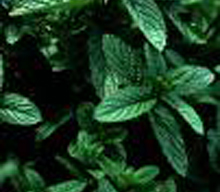 My Friend Debbie - God's Good Herbs - Peppermint