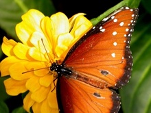 My Friend Debbie - Butterfly Fly, Fly Away