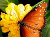 My Friend Debbie - Butterfly Fly, Fly Away