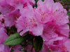 My Friend Debbie - Are You Watered or Wilted?