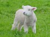 My Friend Debbie - Easter Lamb