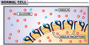 Controlling Insulin â€“ The Best Way to Guard Your Health and Lose Weight