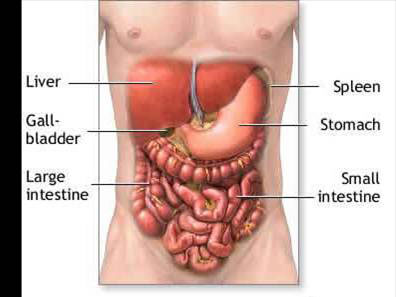 View of Internal Organs